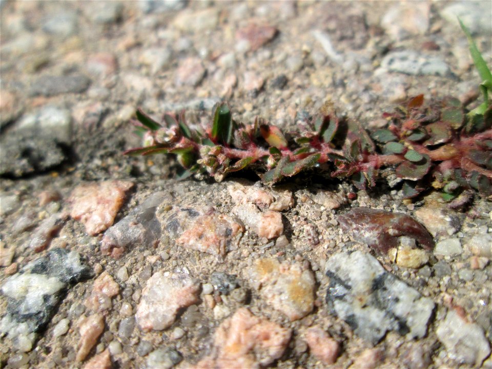 Erste Gefleckte Wolfsmilch (Euphorbia maculata) auf Pflasterstein in Hockenheim - eingeschleppt aus Nordamerika
