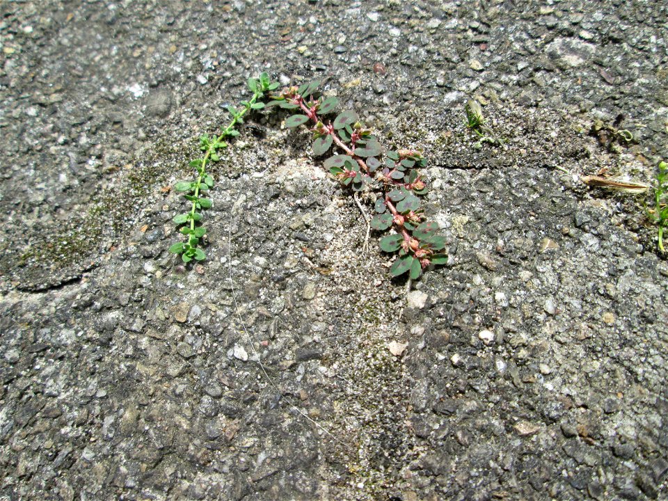 Ritzenbotanik: Gefleckte Wolfsmilch (Euphorbia maculata) auf Pflasterstein am Bahnhof Hockenheim - eingeschleppt aus Nordamerika