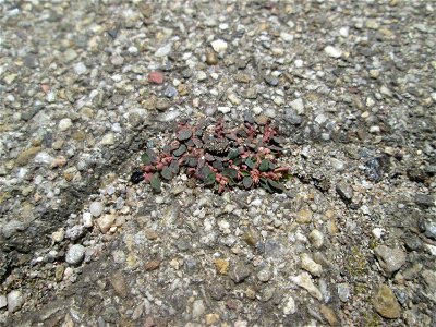 Ritzenbotanik: Gefleckte Wolfsmilch (Euphorbia maculata) auf Pflasterstein am Bahnhof Hockenheim - eingeschleppt aus Nordamerika