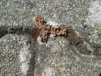 Gefleckte Wolfsmilch (Euphorbia maculata) auf einem Parkplatz in Hockenheim mit winzigen Blüten - eingeschleppt aus Nordamerika und hier hauptsächlich nur auf Pflasterstein und Asphalt zu finden