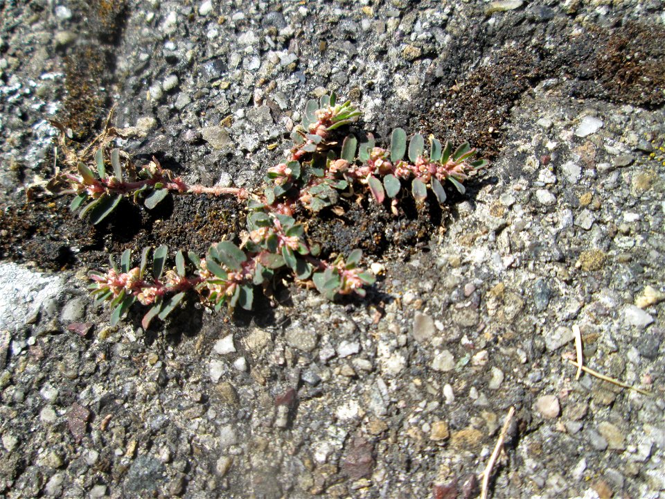 Gefleckte Wolfsmilch (Euphorbia maculata) auf einem Parkplatz in Hockenheim mit winzigen Blüten - eingeschleppt aus Nordamerika und hier hauptsächlich nur auf Pflasterstein und Asphalt zu finden