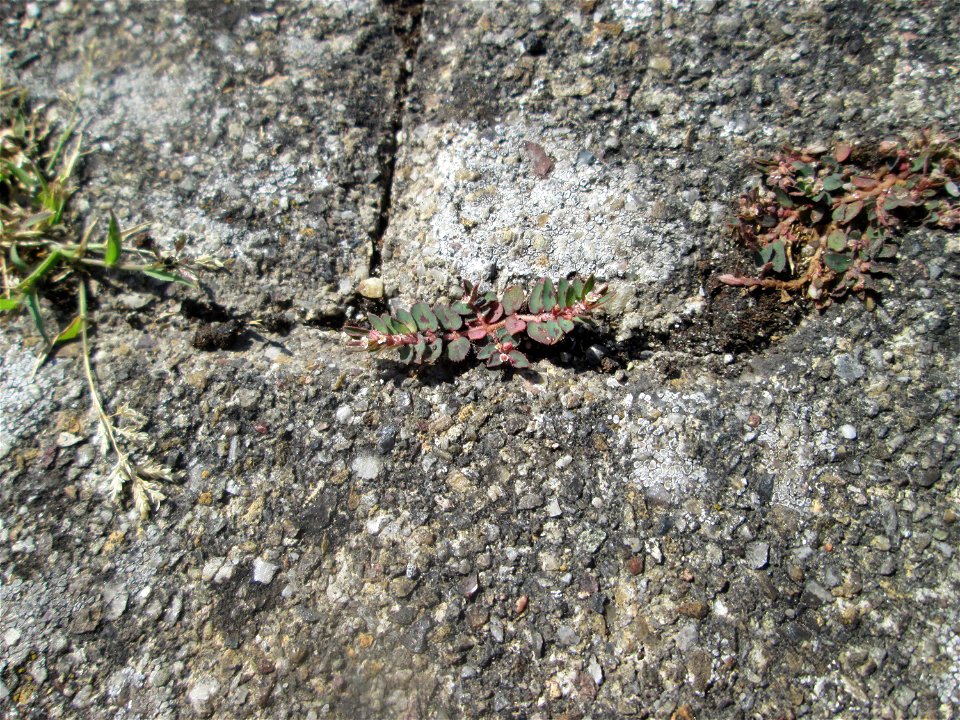 Gefleckte Wolfsmilch (Euphorbia maculata) auf einem Parkplatz in Hockenheim mit winzigen Blüten - eingeschleppt aus Nordamerika und hier hauptsächlich nur auf Pflasterstein und Asphalt zu finden
