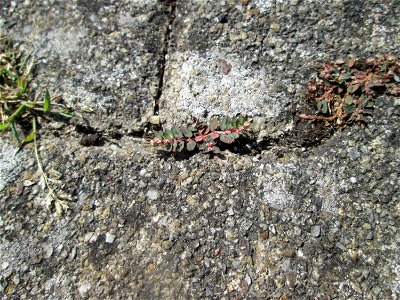 Gefleckte Wolfsmilch (Euphorbia maculata) auf einem Parkplatz in Hockenheim mit winzigen Blüten - eingeschleppt aus Nordamerika und hier hauptsächlich nur auf Pflasterstein und Asphalt zu finden