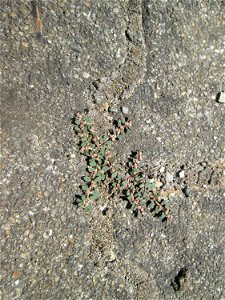 Ritzenbotanik: Gefleckte Wolfsmilch (Euphorbia maculata) auf Pflasterstein am Bahnhof Hockenheim - eingeschleppt aus Nordamerika