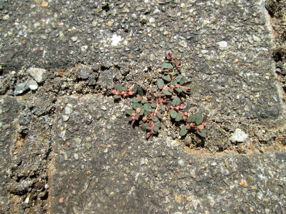 Ritzenbotanik: Gefleckte Wolfsmilch (Euphorbia maculata) auf Pflasterstein am Bahnhof Hockenheim - eingeschleppt aus Nordamerika