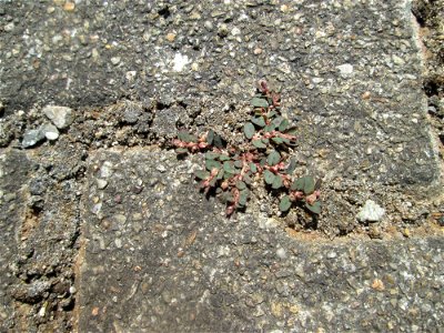 Ritzenbotanik: Gefleckte Wolfsmilch (Euphorbia maculata) auf Pflasterstein am Bahnhof Hockenheim - eingeschleppt aus Nordamerika
