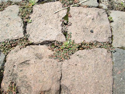 Gefleckte Wolfsmilch (Euphorbia maculata) auf Pflasterstein in Schwetzingen - eingeschleppt aus Nordamerika