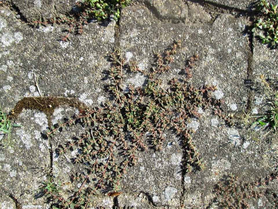 Gefleckte Wolfsmilch (Euphorbia maculata) auf Pflasterstein in Hockenheim mit winzigen Blüten - eingeschleppt aus Nordamerika und hier hauptsächlich nur auf Pflasterstein und Asphalt zu finden