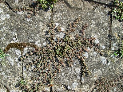 Gefleckte Wolfsmilch (Euphorbia maculata) auf Pflasterstein in Hockenheim mit winzigen Blüten - eingeschleppt aus Nordamerika und hier hauptsächlich nur auf Pflasterstein und Asphalt zu finden