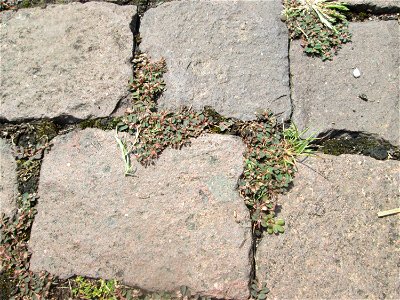 Gefleckte Wolfsmilch (Euphorbia maculata) auf Pflasterstein in Schwetzingen - eingeschleppt aus Nordamerika