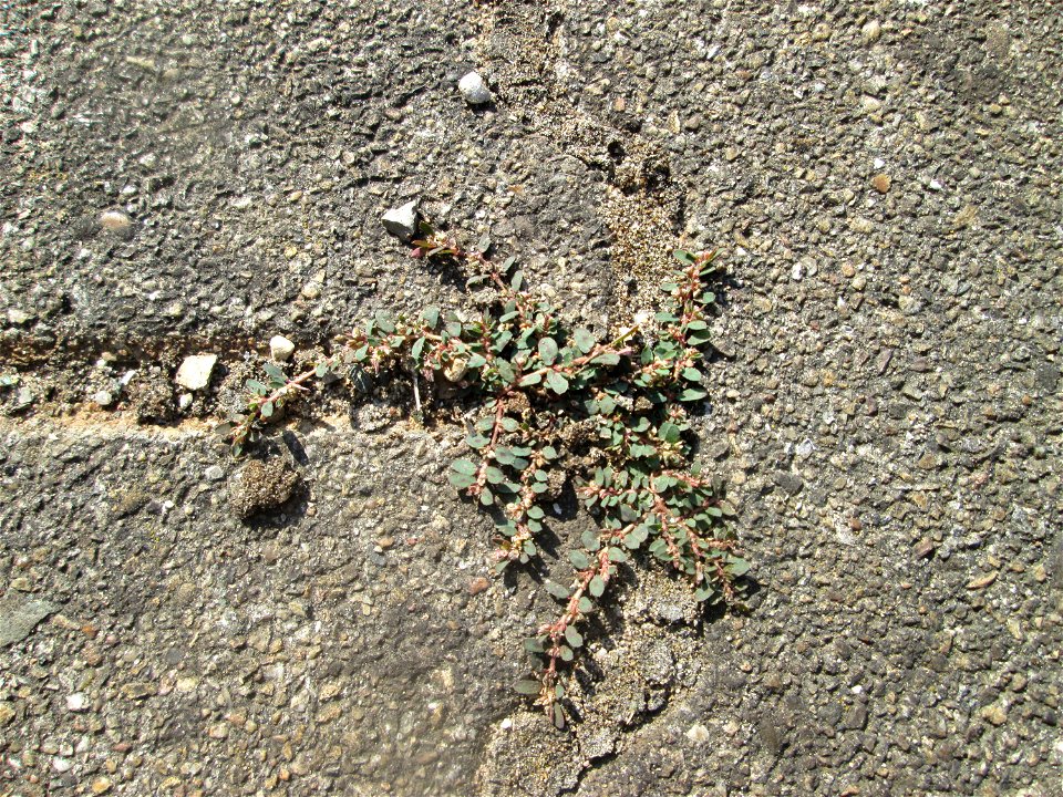 Gefleckte Wolfsmilch (Euphorbia maculata) auf Pflasterstein am Bahnhof Hockenheim - eingeschleppt aus Nordamerika