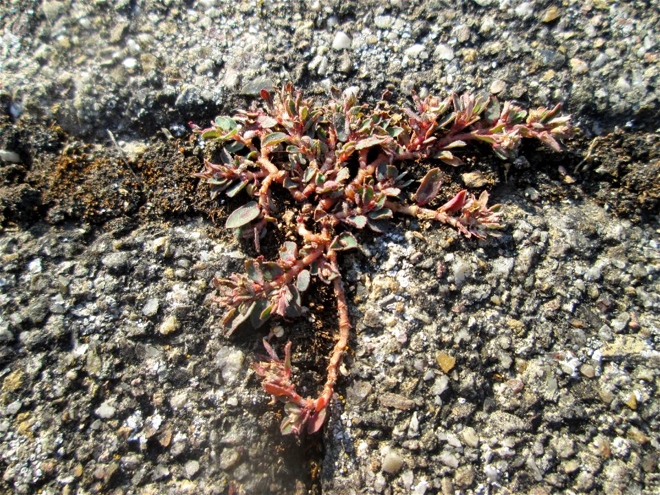 Gefleckte Wolfsmilch (Euphorbia maculata) auf einem Parkplatz in Hockenheim - eingeschleppt aus Nordamerika