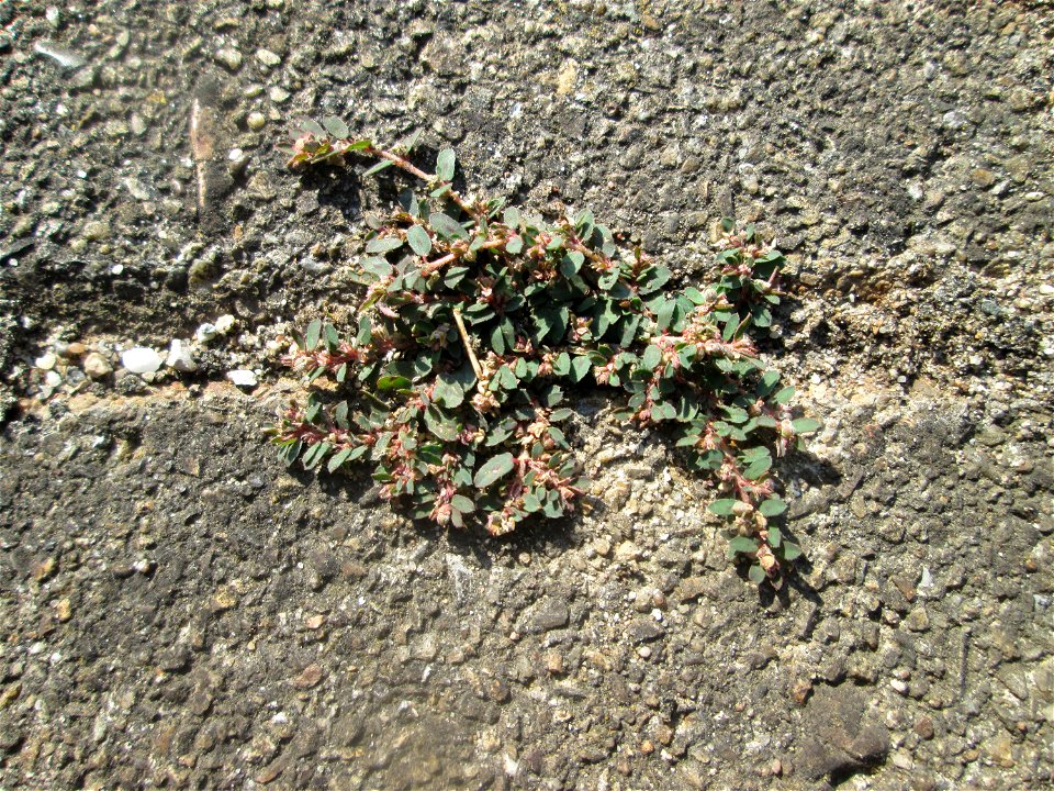 Gefleckte Wolfsmilch (Euphorbia maculata) auf Pflasterstein am Bahnhof Hockenheim - eingeschleppt aus Nordamerika