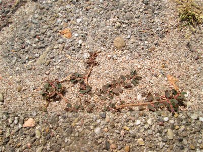 Gefleckte Wolfsmilch (Euphorbia maculata) auf Pflasterstein in Hockenheim - eingeschleppt aus Nordamerika