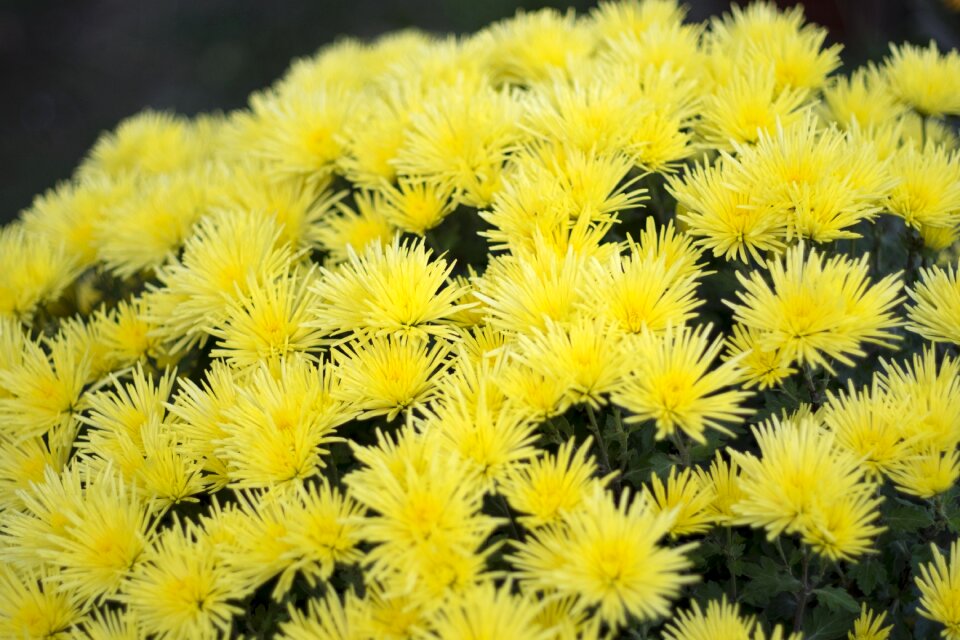 Chrysanthemum in the fall plant