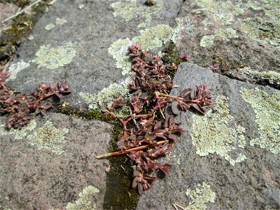 Gefleckte Wolfsmilch (Euphorbia maculata) auf Pflasterstein in Schwetzingen - eingeschleppt aus Nordamerika