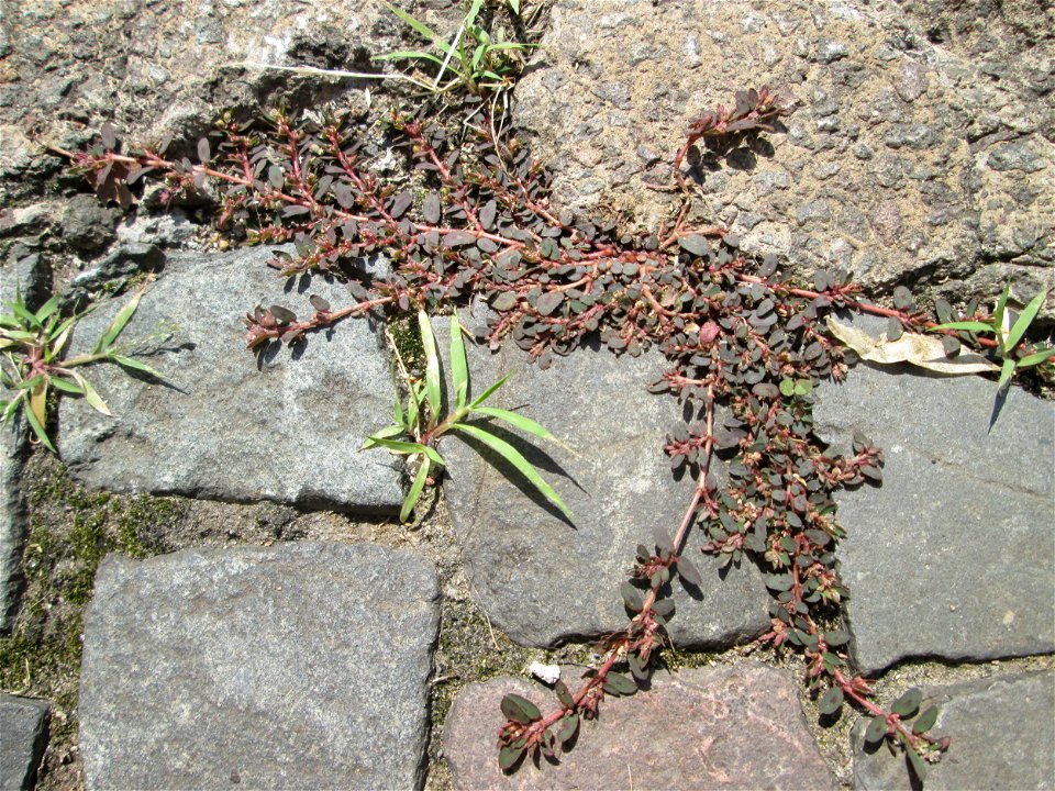 Gefleckte Wolfsmilch (Euphorbia maculata) auf Pflasterstein in Alt-Saarbrücken - eingeschleppt aus Nordamerika