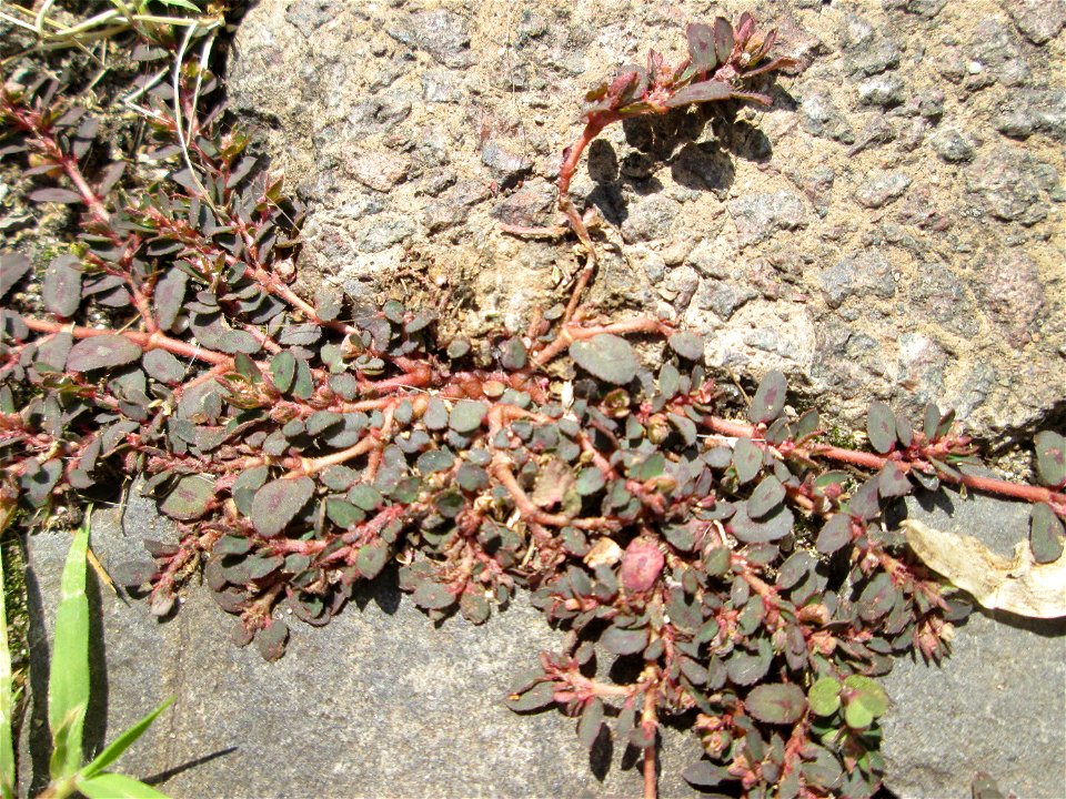 Gefleckte Wolfsmilch (Euphorbia maculata) auf Pflasterstein in Alt-Saarbrücken - eingeschleppt aus Nordamerika