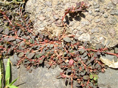 Gefleckte Wolfsmilch (Euphorbia maculata) auf Pflasterstein in Alt-Saarbrücken - eingeschleppt aus Nordamerika