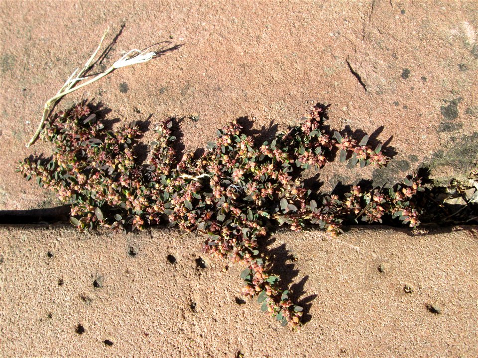 Gefleckte Wolfsmilch (Euphorbia maculata) am Ludwigsplatz in Alt-Saarbrücken - eingeschleppt aus Nordamerika
