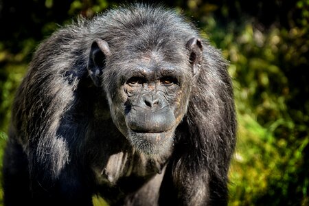 Animal ape mammal