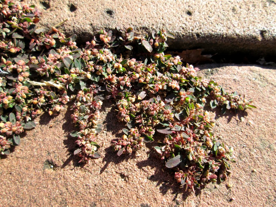 Gefleckte Wolfsmilch (Euphorbia maculata) am Ludwigsplatz in Alt-Saarbrücken - eingeschleppt aus Nordamerika