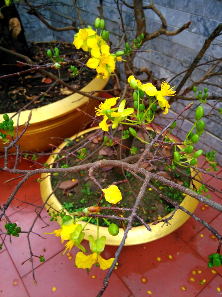Chậu mai Huế (mai 5 cánh) Tết Đinh Dậu 2017 ở Đông Hà