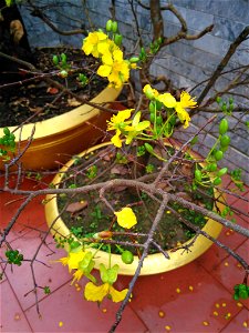 Chậu mai Huế (mai 5 cánh) Tết Đinh Dậu 2017 ở Đông Hà