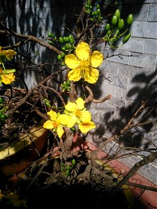 Chậu mai Huế (mai 5 cánh) Tết Đinh Dậu 2017 ở Đông Hà