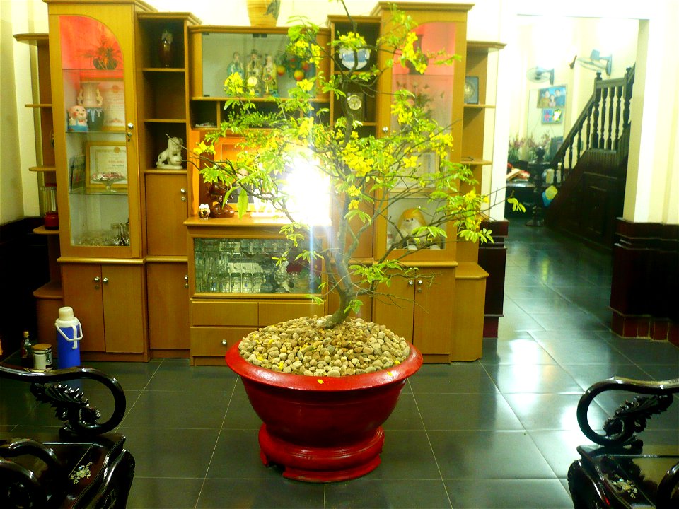 Hình tự chụp về cây mai của gia đình (có thể dùng để minh họa cho bài viết)
