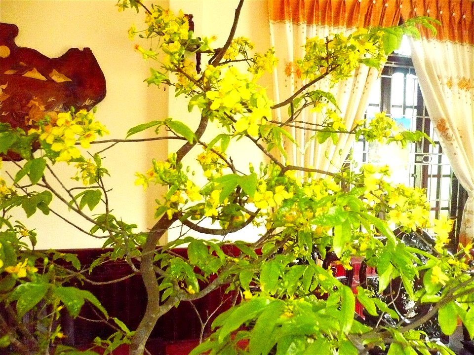 Hình tự chụp về cây mai của gia đình (có thể dùng để minh họa cho bài viết)