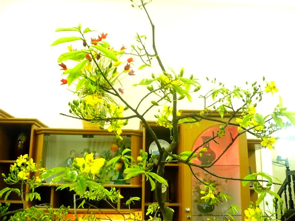 Hình tự chụp về cây mai của gia đình (có thể dùng để minh họa cho bài viết)