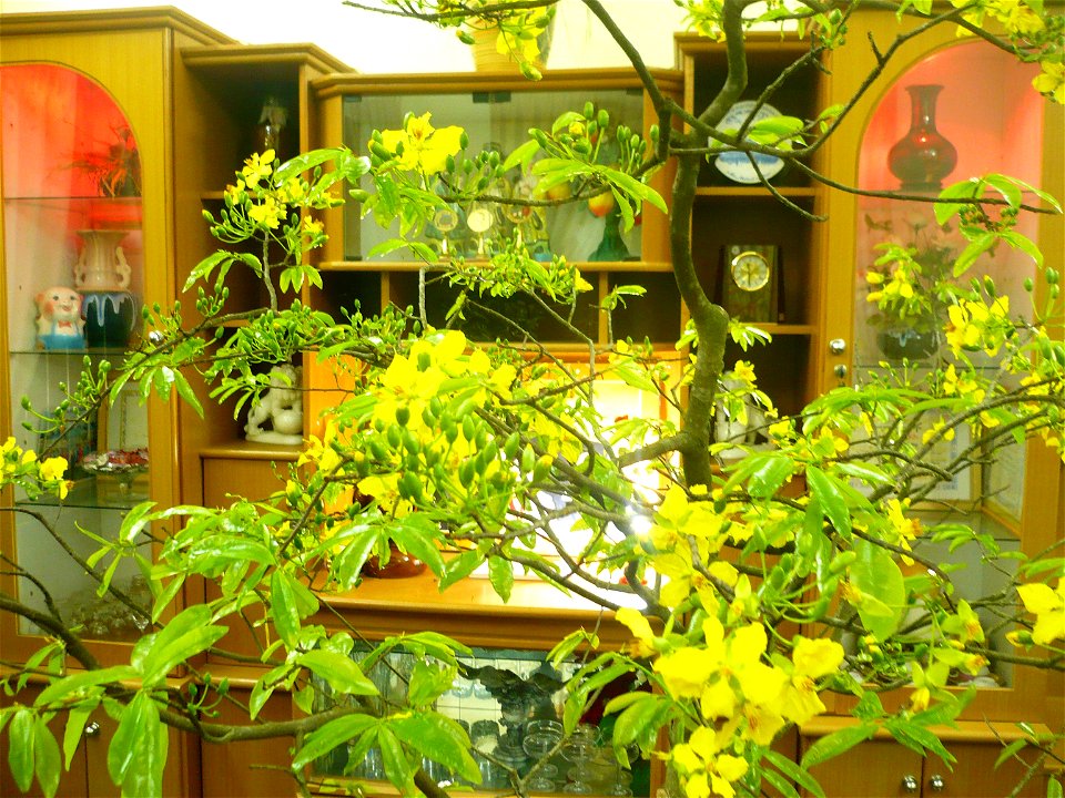 Hình tự chụp về cây mai của gia đình (có thể dùng để minh họa cho bài viết)
