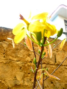 Hình tự chụp về cây mai của gia đình (có thể dùng để minh họa cho bài viết)