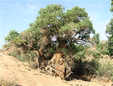 Populus euphratica (syn. P. diversifolia), Ekhiin-Gol oazis, Shinejinst sum, Bayankhongor province, Mongolia, Gobi desert photo
