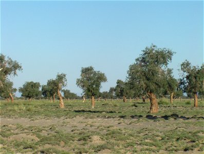 Populus euphratica (syn. P. diversifolia) in Bayantooroi oazis, Gobi desert, Tsogt sum, Govi-Altai aimag, western Mongolia photo