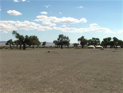 Populus euphratica (syn. P. diversifolia) in Bayantooroi oazis, Gobi desert, Tsogt sum, Govi-Altai aimag, western Mongolia photo