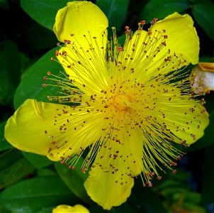 Large yellow flower of St John's Wort/Aaron's beard (Hypericum calycinum) photographed in Seattle WA, USA.