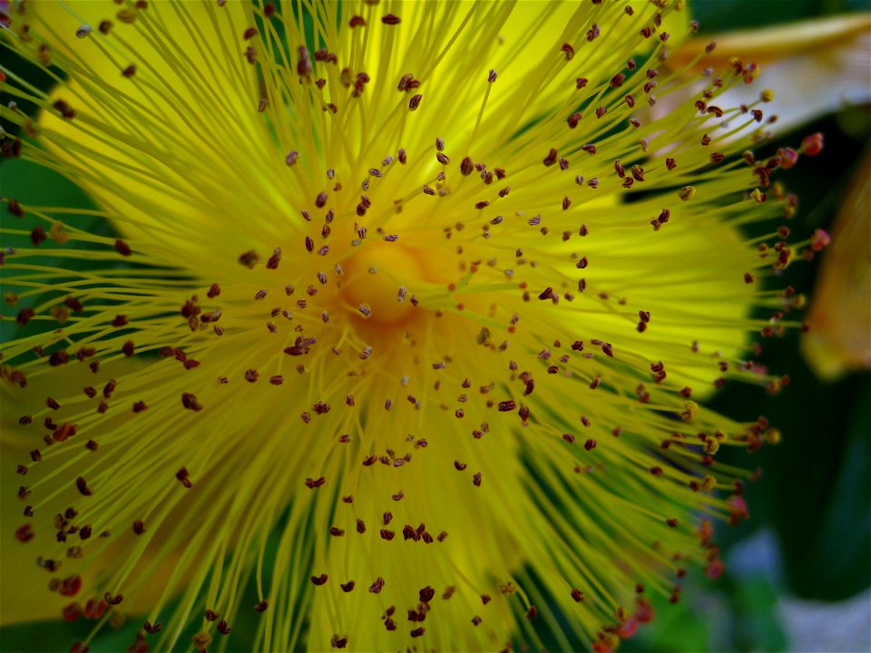 Large yellow flower of St John's Wort/Aaron's beard (Hypericum calycinum) photographed in Seattle WA, USA.