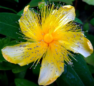 Large yellow flower of St John's Wort/Aaron's beard (Hypericum calycinum) photographed in Seattle WA, USA.