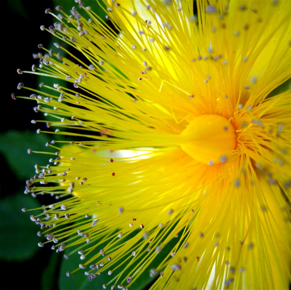 Large yellow flower of St John's Wort/Aaron's beard (Hypericum calycinum) photographed in Seattle WA, USA.