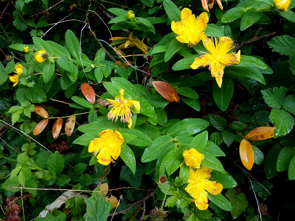 Rose of Sharon leaves and flowers showing long stamens growing on bank in Cardiff, Wales