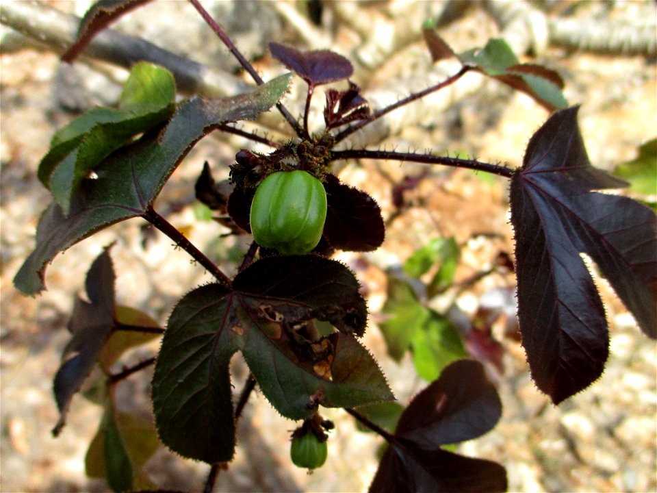 Black physicnut (Jatropha gossypiifolia) in Laangke, northeastern Buton Island, Indonesia. This plant is locally known as ntanga-ntanga memea.
