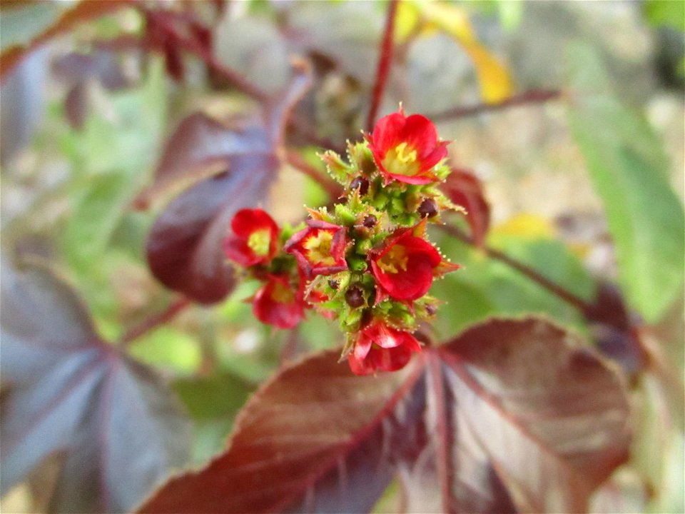Flowers of the black physicnut (Jatropha gossypiifolia) growing in Maligano village, west coast of Buton Island, Southeast Sulawesi, Indonesia