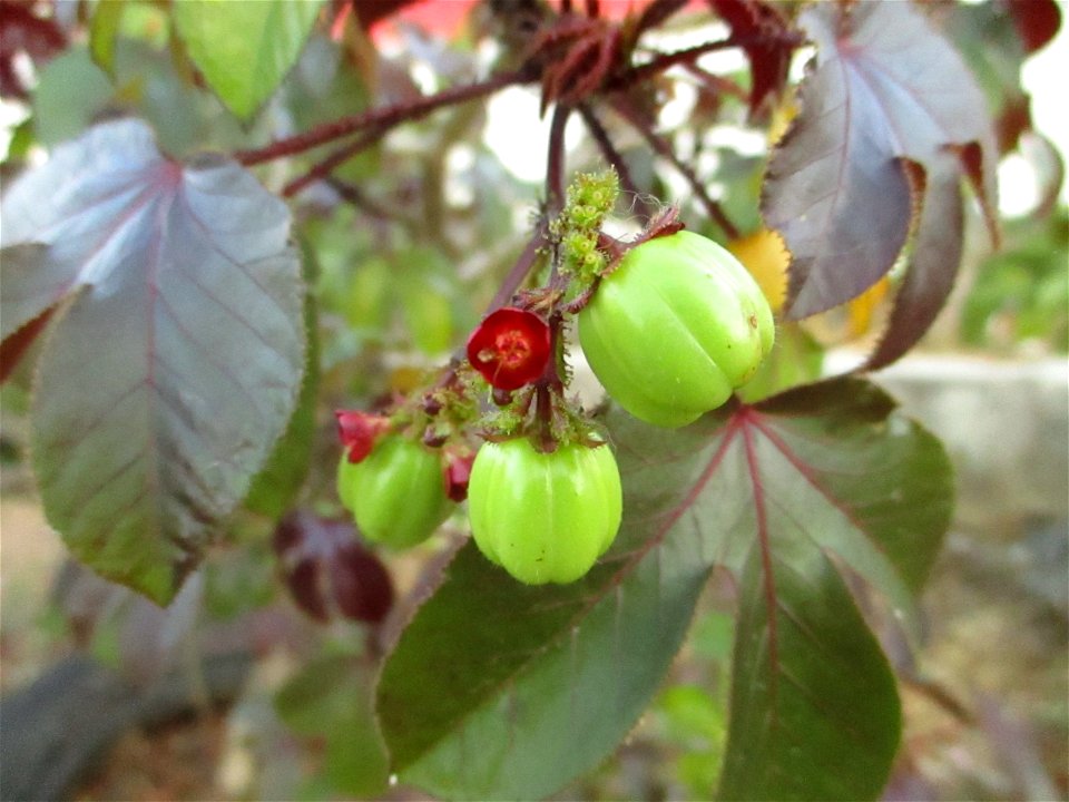 Flowers and fruits of the black physicnut (Jatropha gossypiifolia) growing in Maligano village, west coast of Buton Island, Southeast Sulawesi, Indonesia