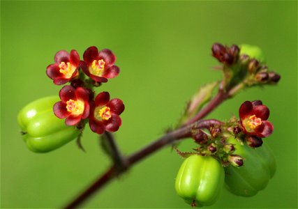 Jatropha gossypiifolia