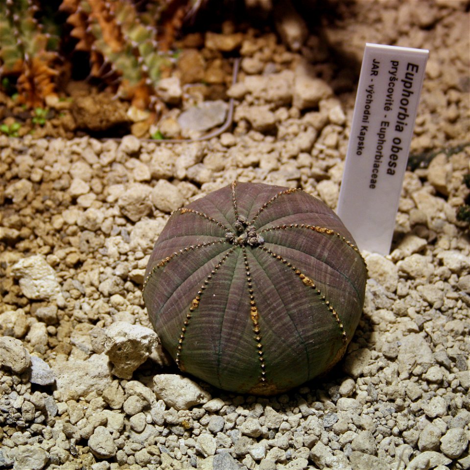 Plant Euphorbia obesa in Fata Morgana Greenhouse, Prague, Troja
