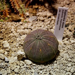 Plant Euphorbia obesa in Fata Morgana Greenhouse, Prague, Troja