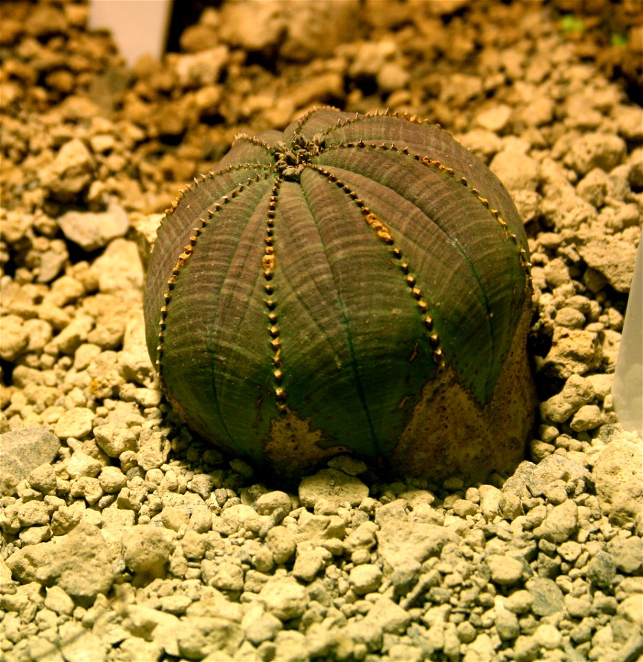 Plant Euphorbia obesa in Fata Morgana Greenhouse, Prague, Troja