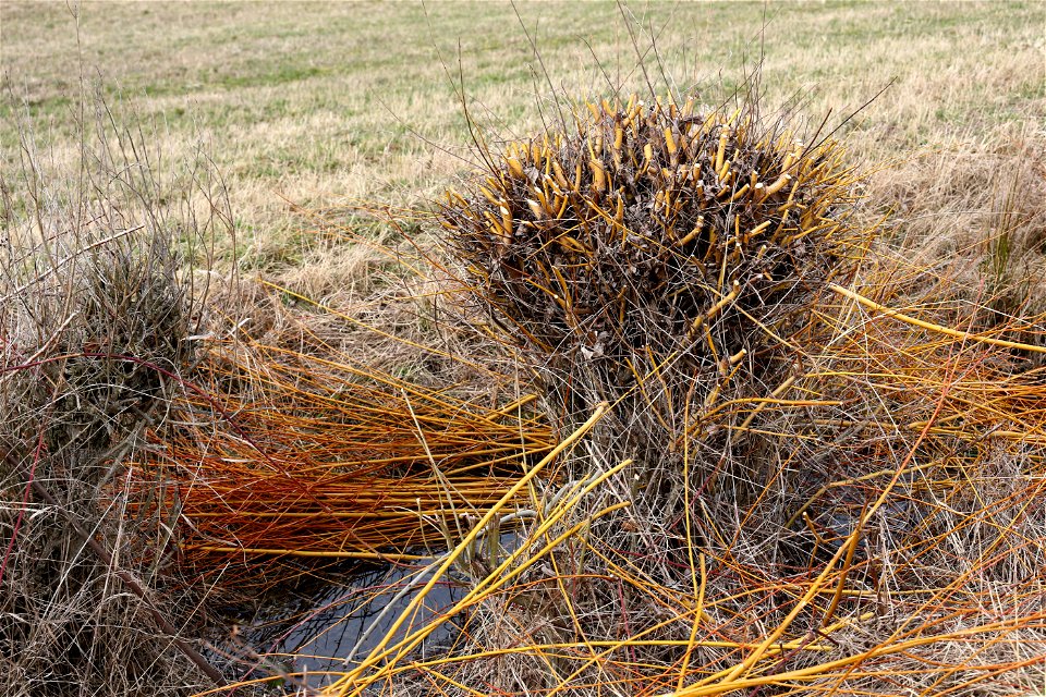 Salix viminalis, cut not so long ago